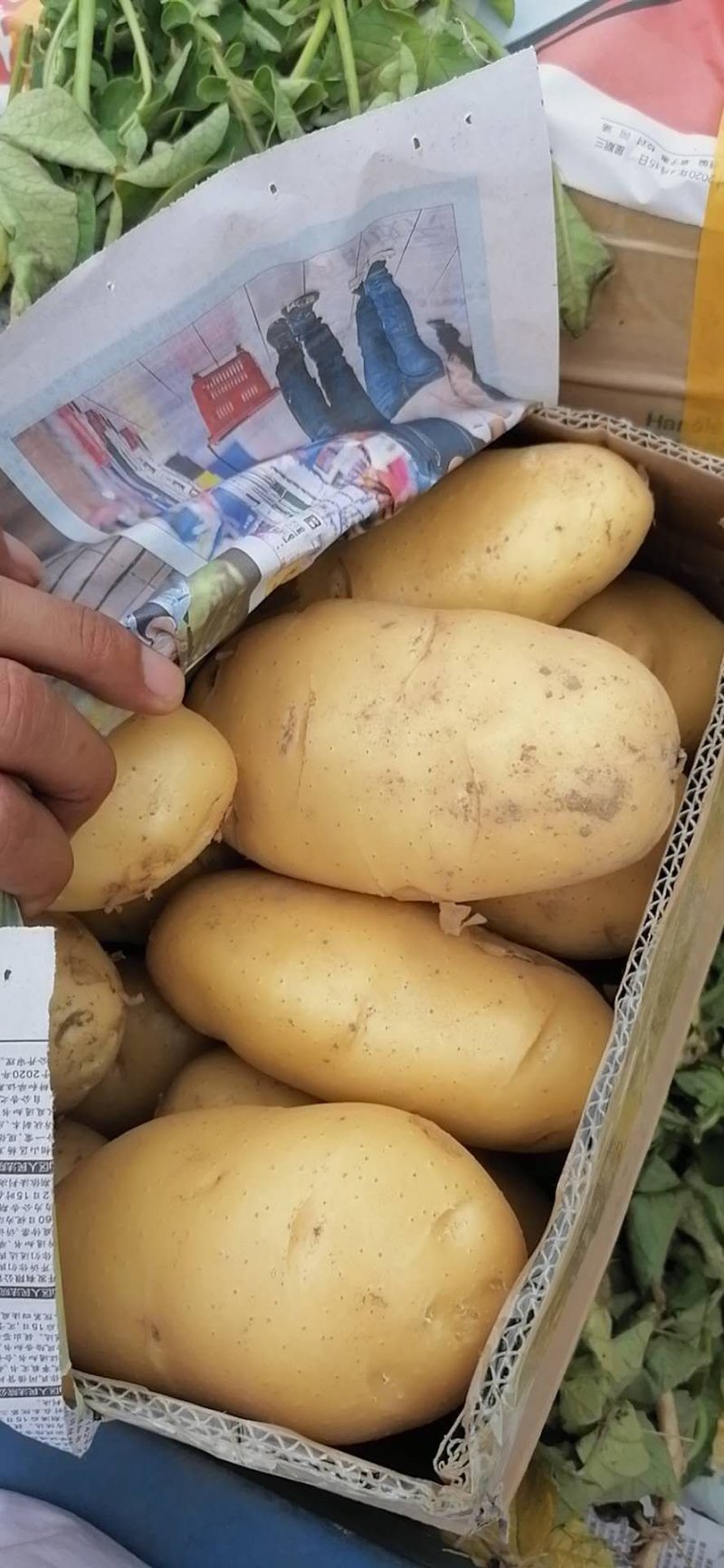 荷兰十五土豆三两起价格合理