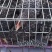 芦花公鸡现货供应河北省廊坊市