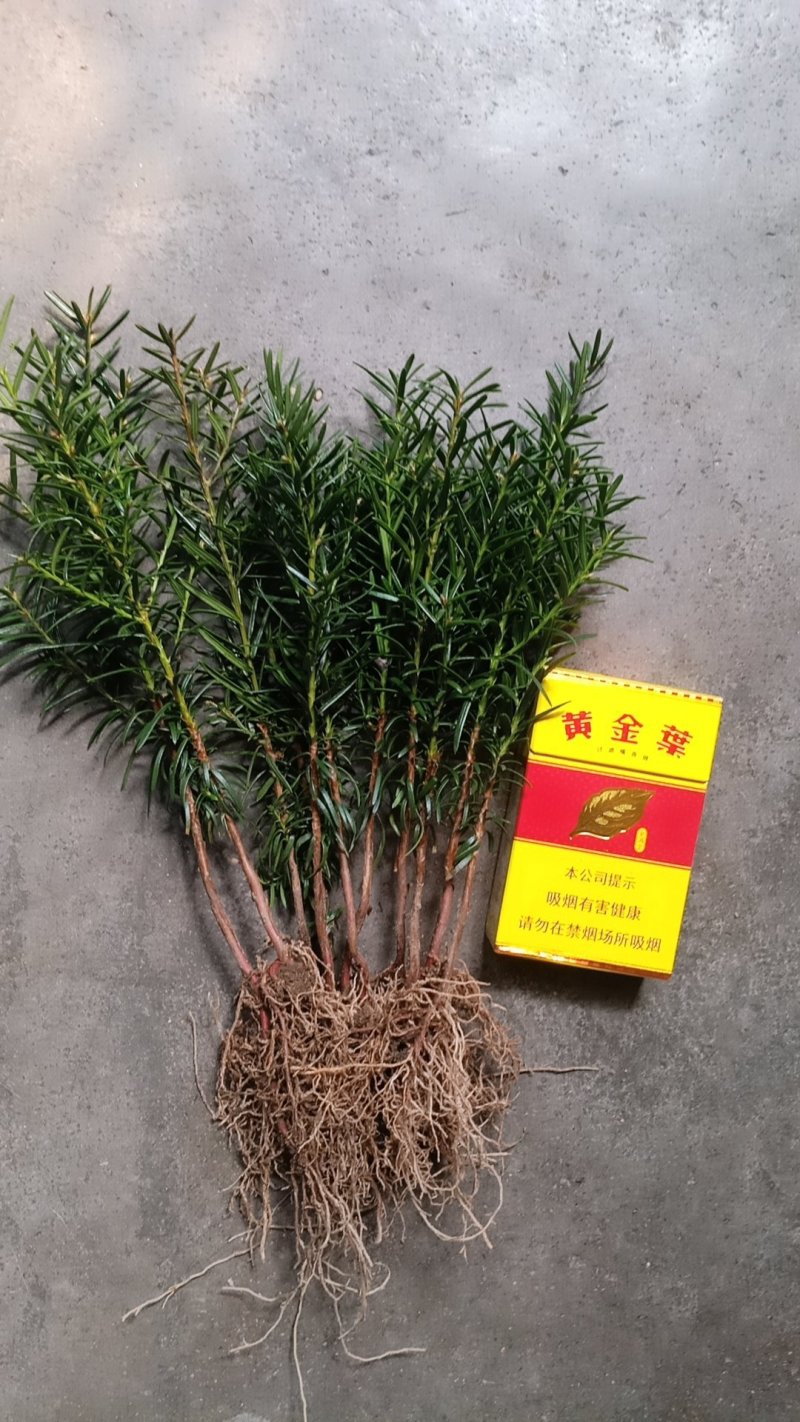 纯东北红豆杉籽播苗，占地苗，扦插苗