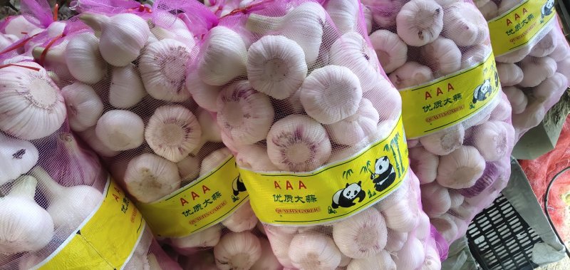 品名:杂交鲜蒜，产地代办，量大从优！