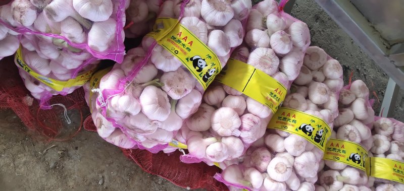 品名:杂交鲜蒜，产地代办，量大从优！