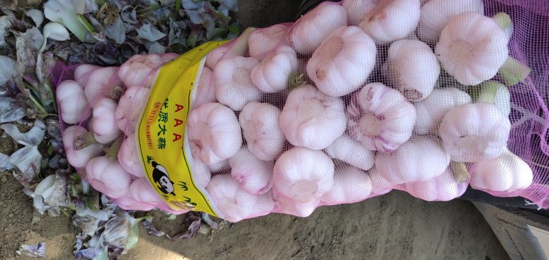 品名:杂交鲜蒜，产地代办，量大从优！诚信经营信誉第一