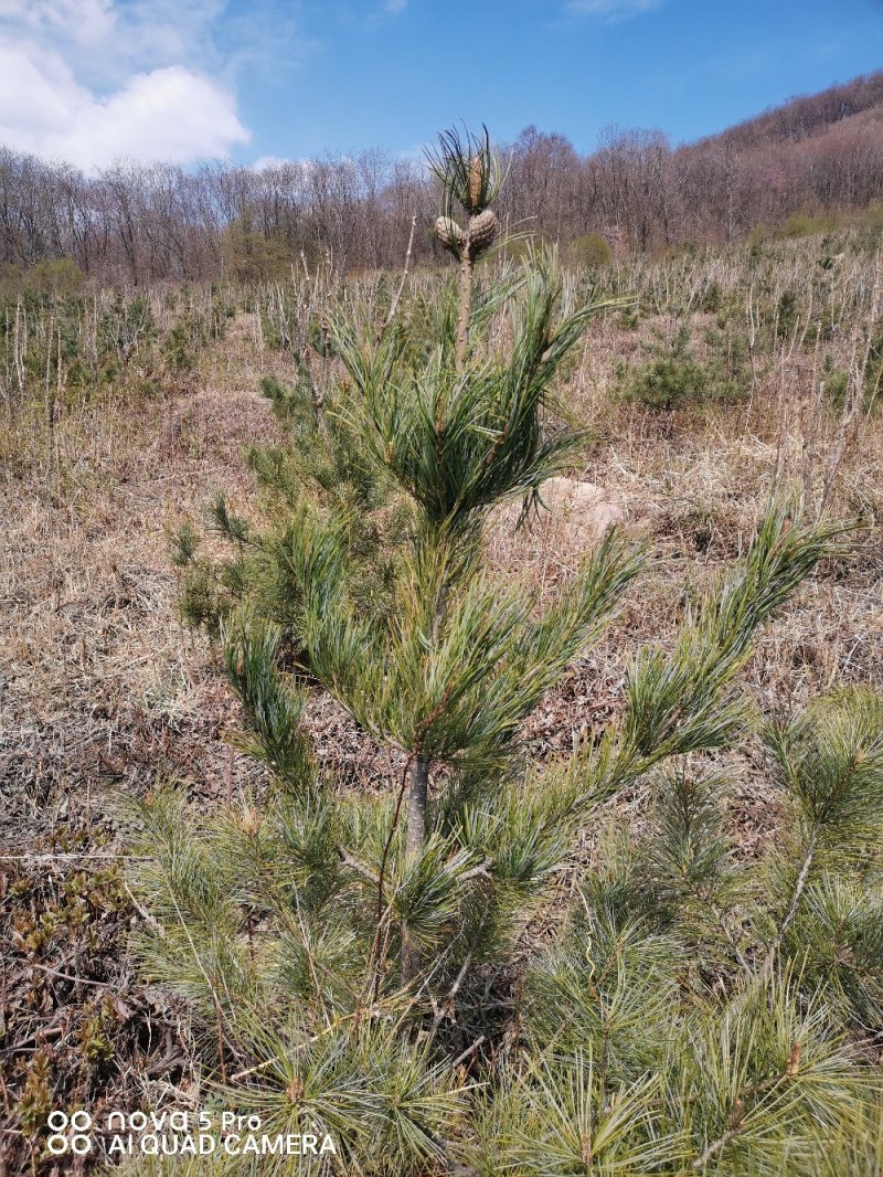 红松苗，嫁接苗，2年挂果，用事实说话，产地货源，量大从优