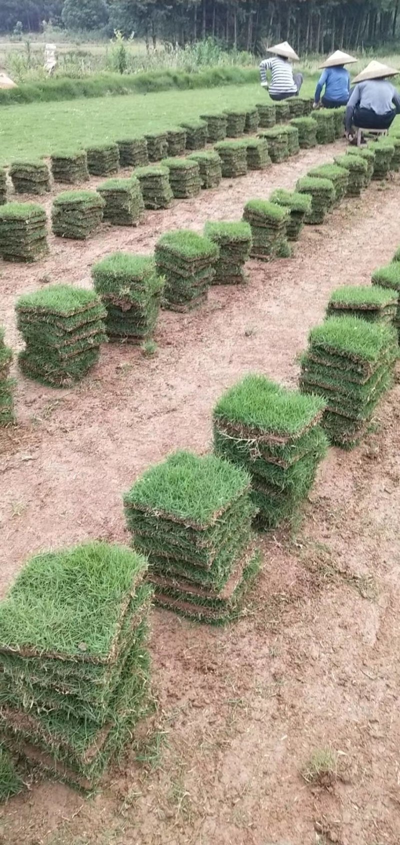 草皮