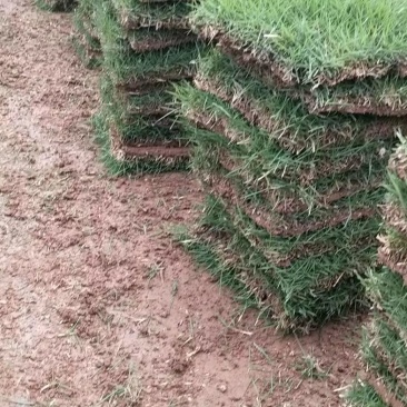 草皮