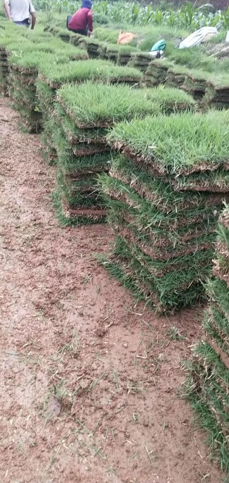 草皮