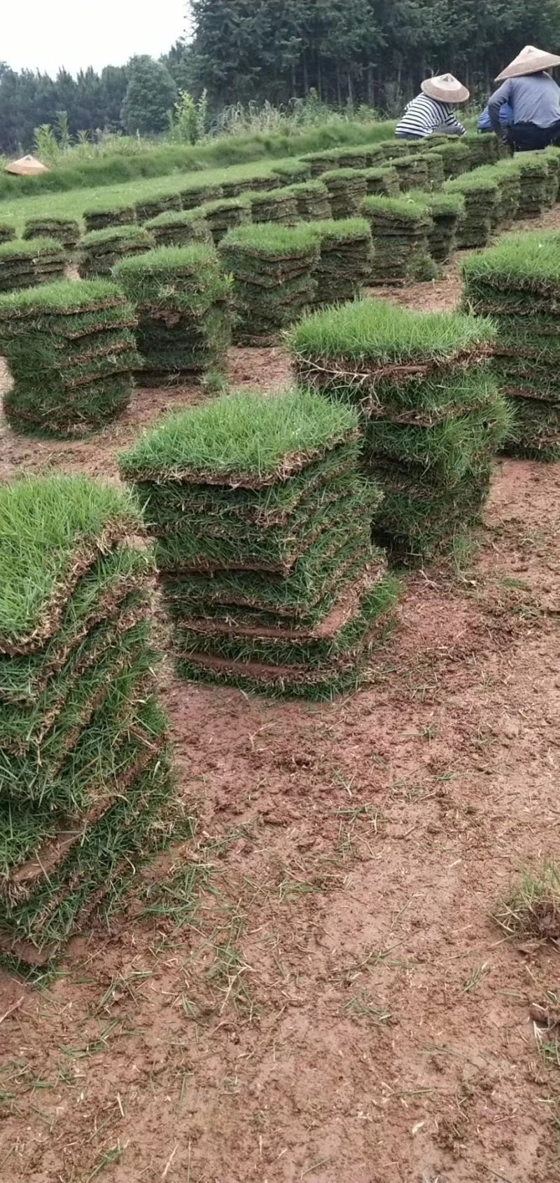 草皮