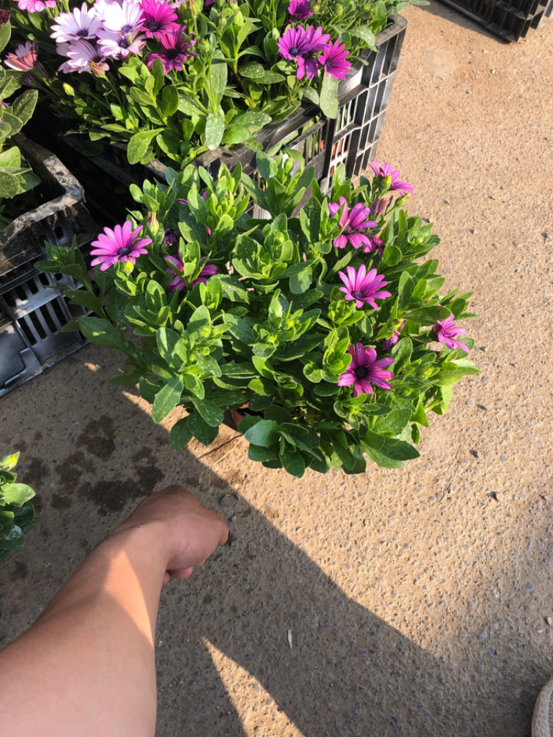 南非万寿菊青州基地直发多头
