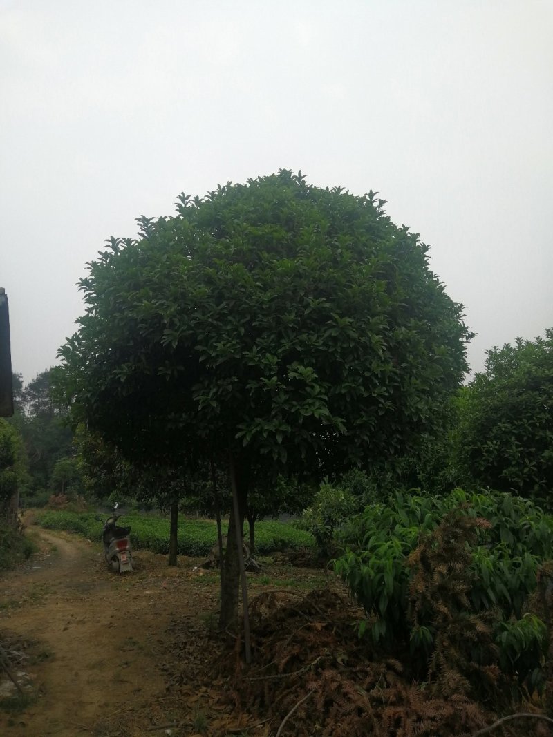 桂花树
