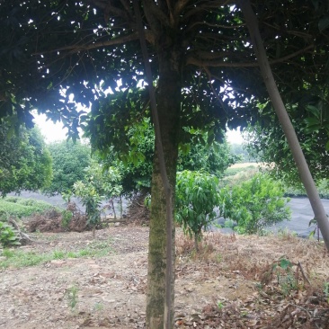 桂花树