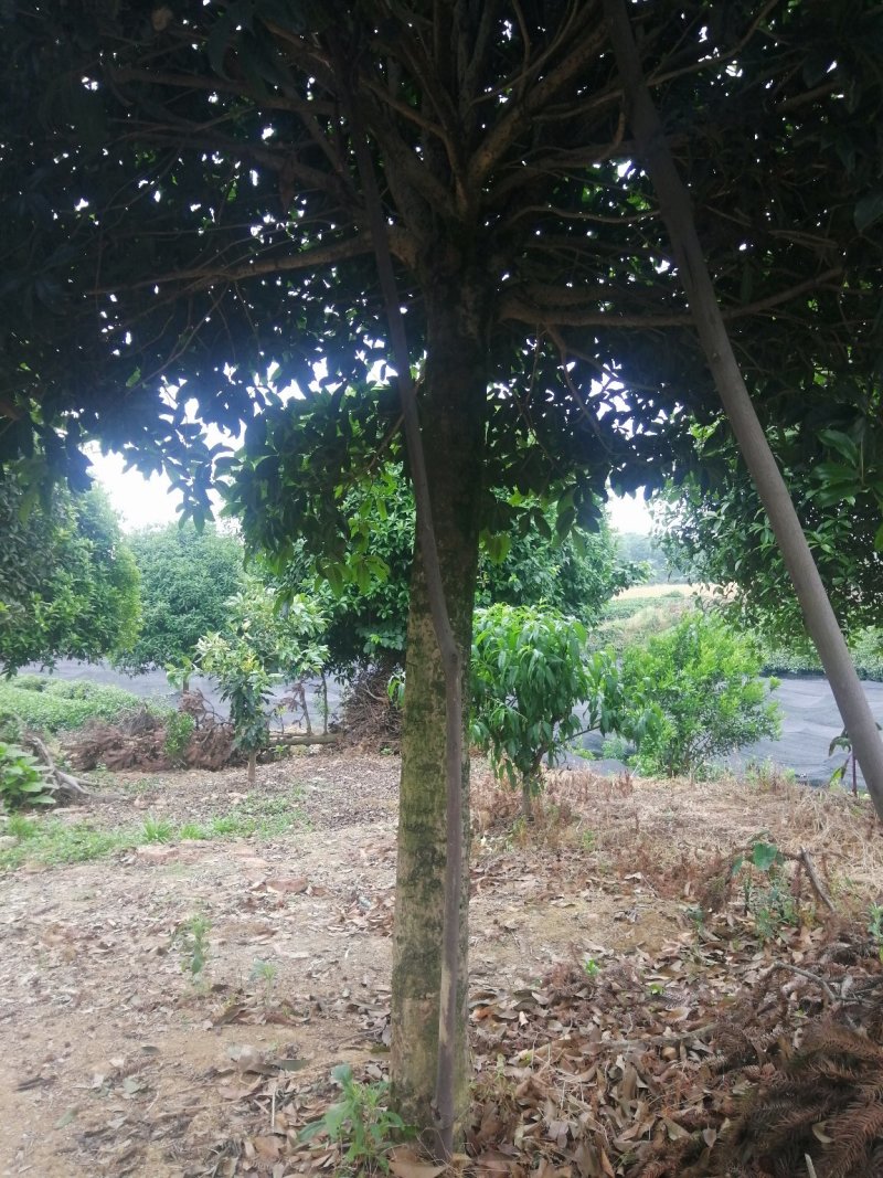 桂花树