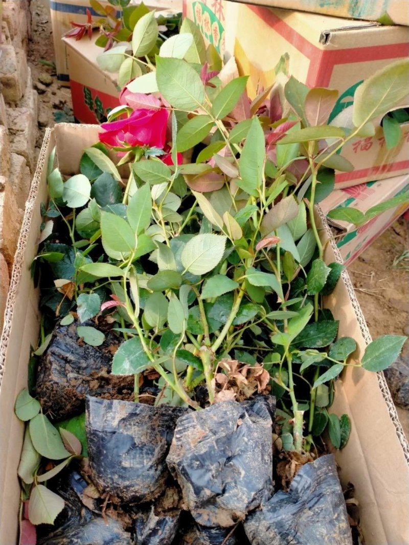 大花月季，自己家种植的分叉多
