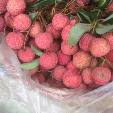 自家种的荔枝出售，肉厚核小，清甜爽口…可包园自摘，可发