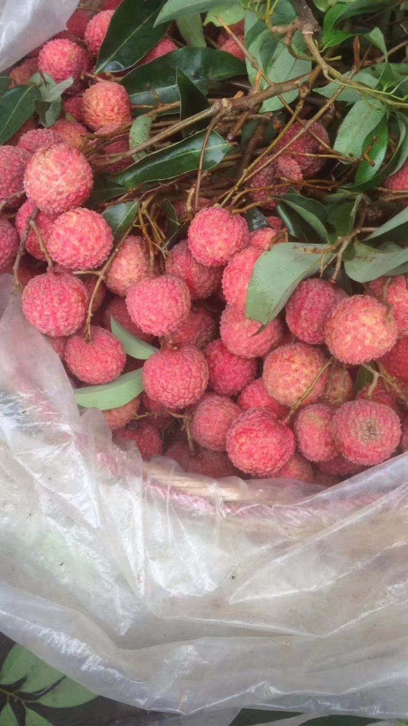 自家种的荔枝出售，肉厚核小，清甜爽口…可包园自摘，可发