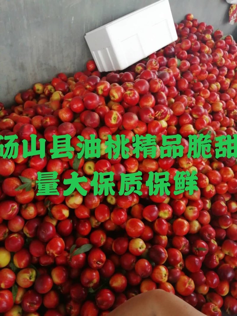 砀山油桃精品油桃基地产地货源直销价格便宜
