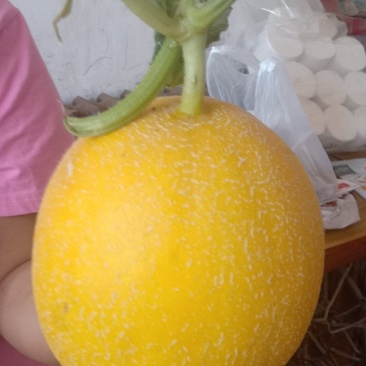 九红瑞甜瓜