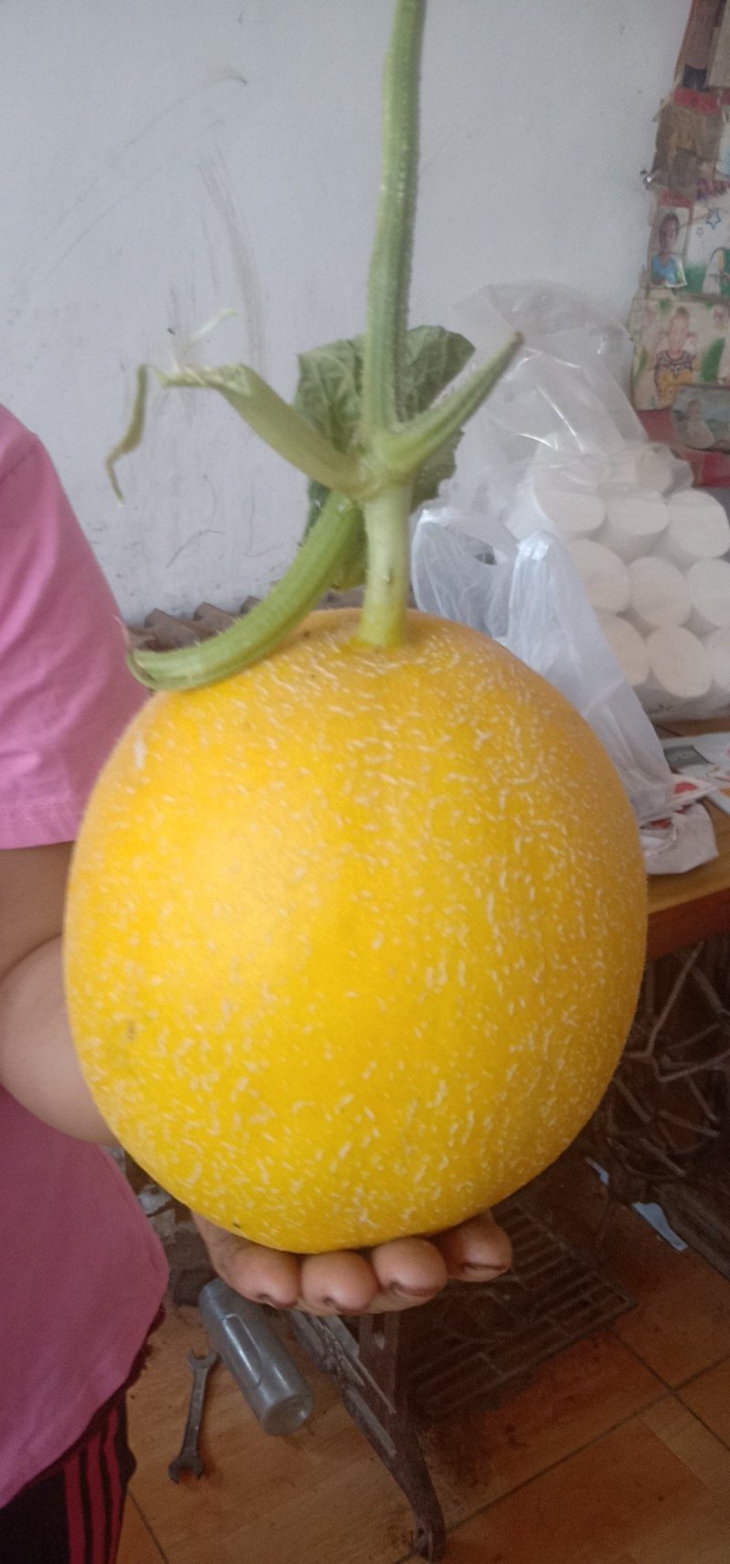 九红瑞甜瓜