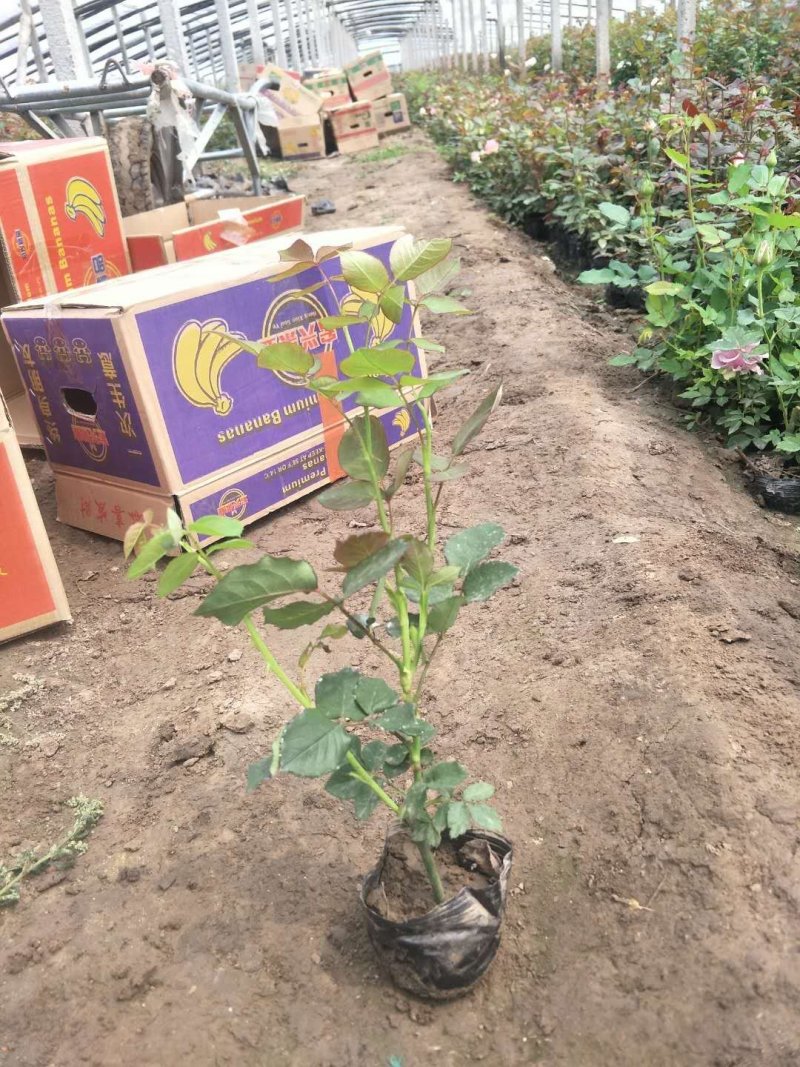 长杆高大花月季，打底45公分