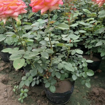 长杆高大花月季，打底45公分