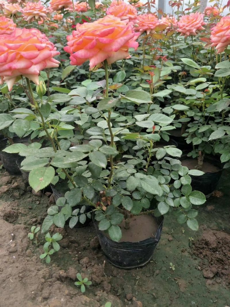 长杆高大花月季，打底45公分