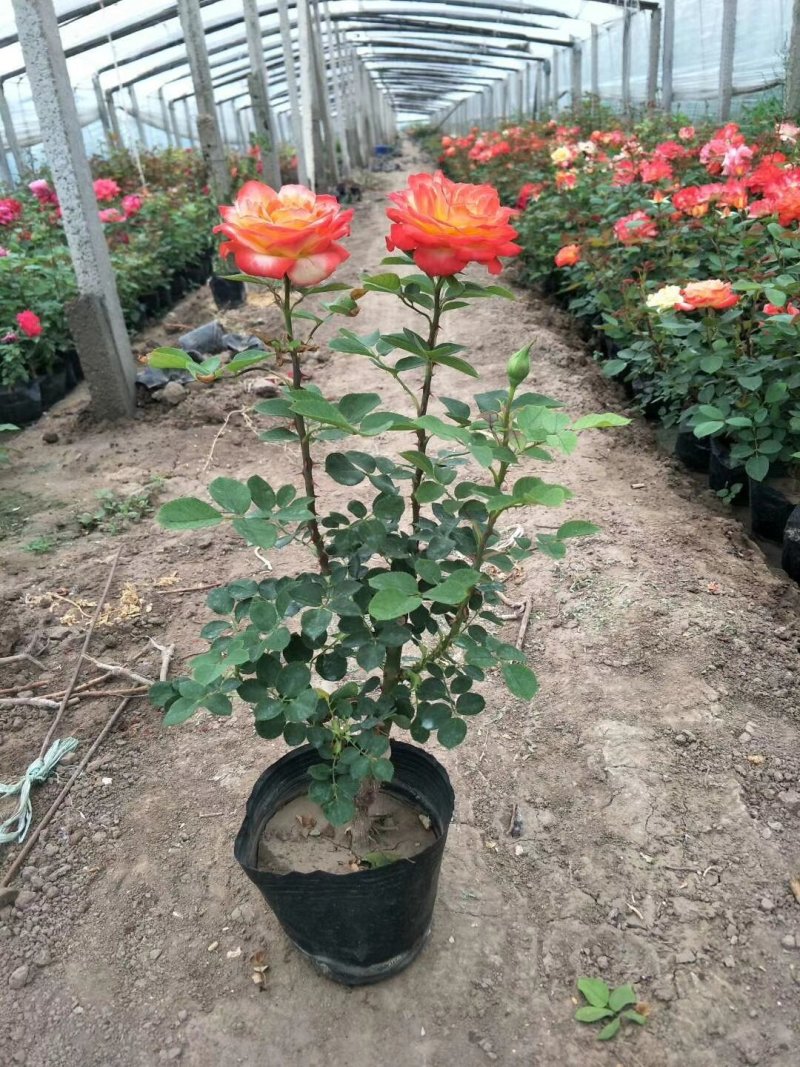 长杆高大花月季，打底45公分