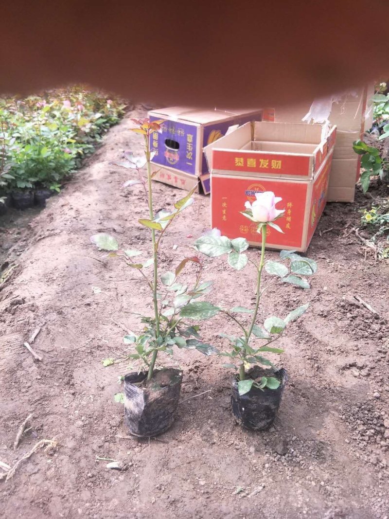 长杆高大花月季，打底45公分