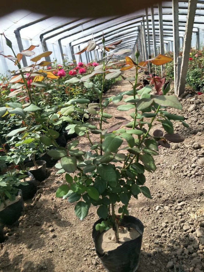 长杆高大花月季，打底45公分