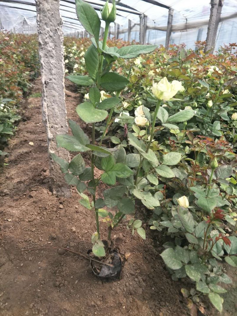 长杆高大花月季，打底45公分