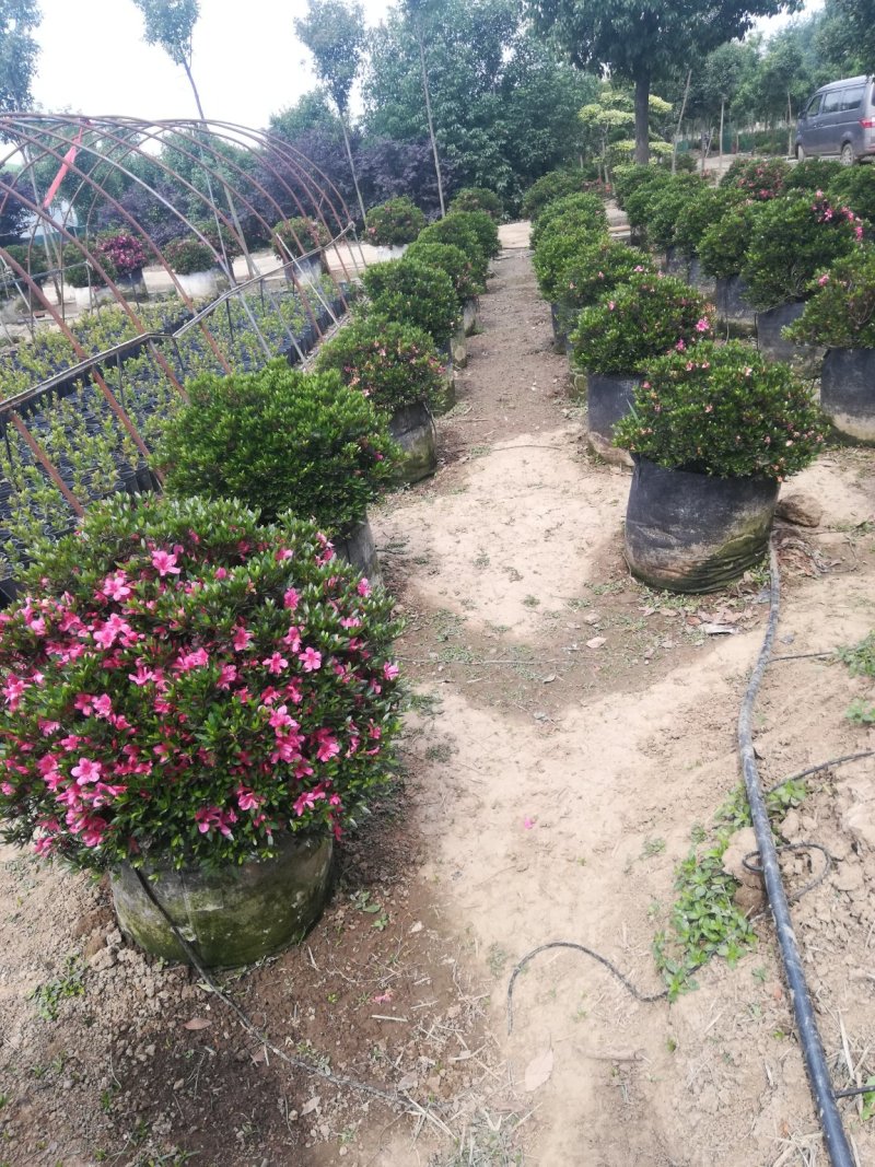 河南基地大量供应3---10年生石岩杜鹃