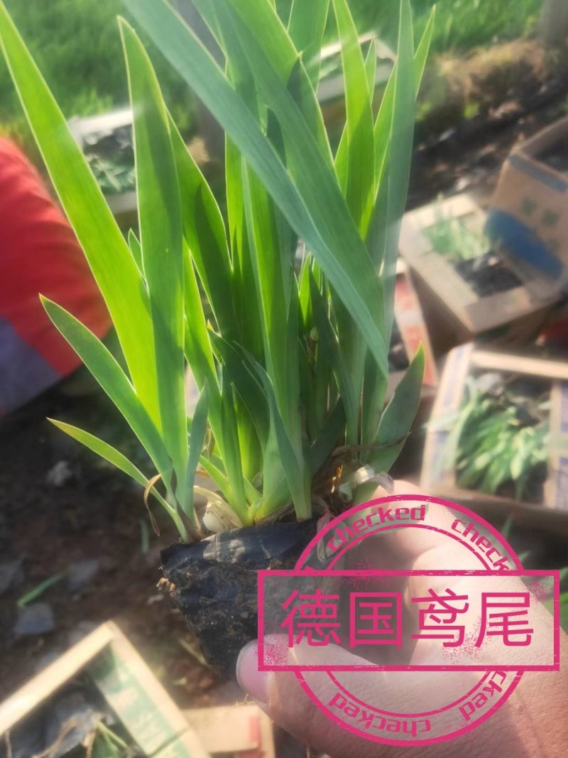 【精品】老鸢尾，水生鸢尾，德国鸢尾，基地直供