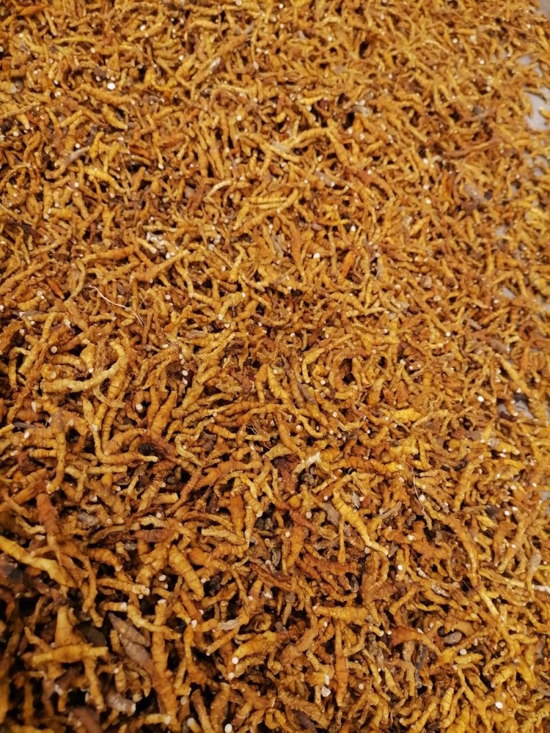 九节菖蒲精品药材原产地直发支持视频看货