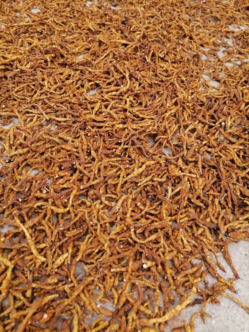 九节菖蒲精品药材原产地直发支持视频看货