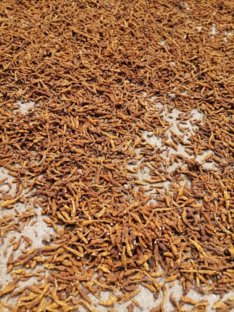 九节菖蒲精品药材原产地直发支持视频看货