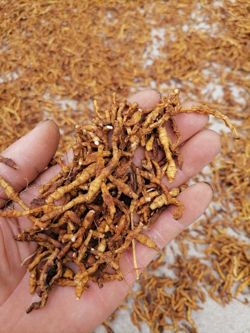 九节菖蒲精品药材原产地直发支持视频看货