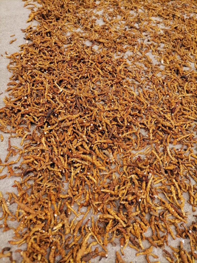 九节菖蒲精品药材原产地直发支持视频看货