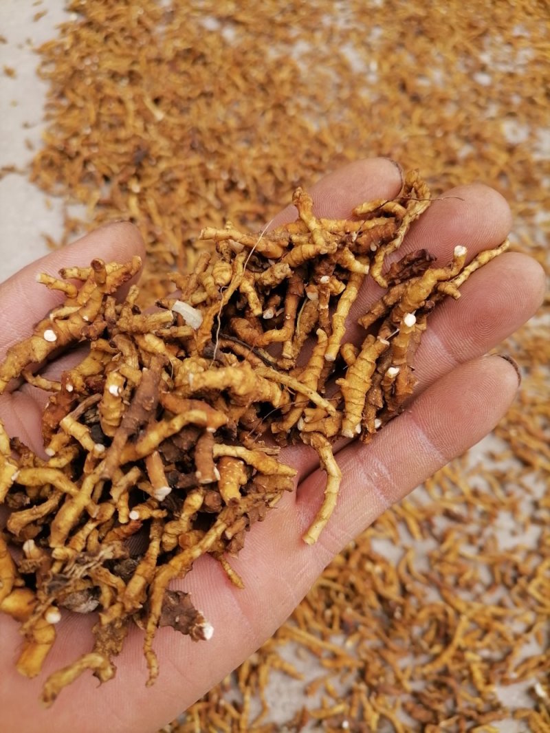 九节菖蒲精品药材原产地直发支持视频看货