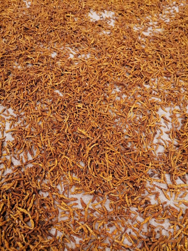 九节菖蒲精品药材原产地直发支持视频看货