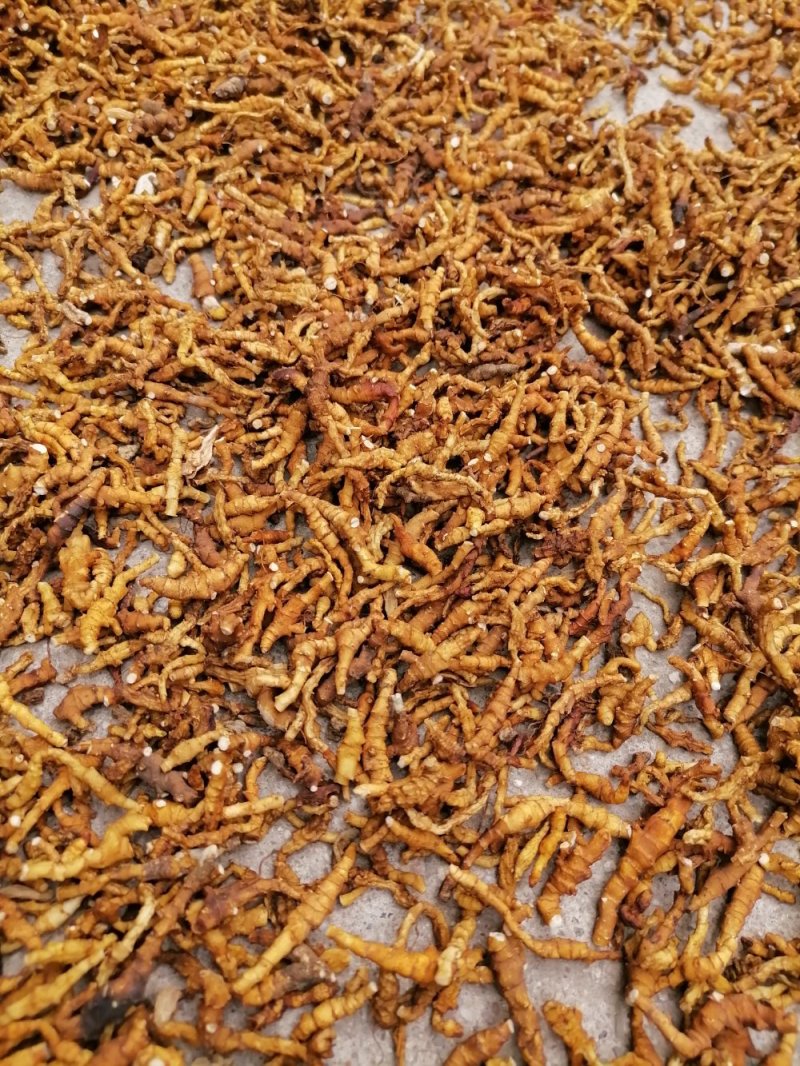 九节菖蒲精品药材原产地直发支持视频看货