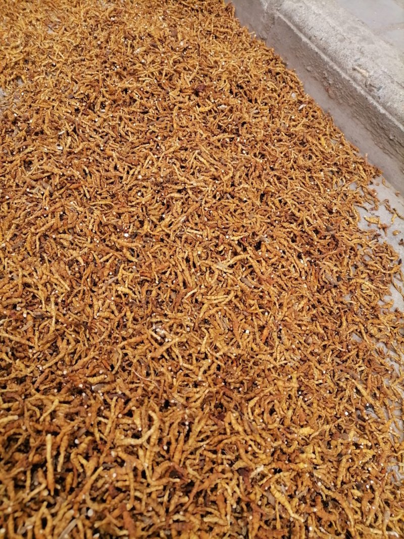九节菖蒲精品药材原产地直发支持视频看货