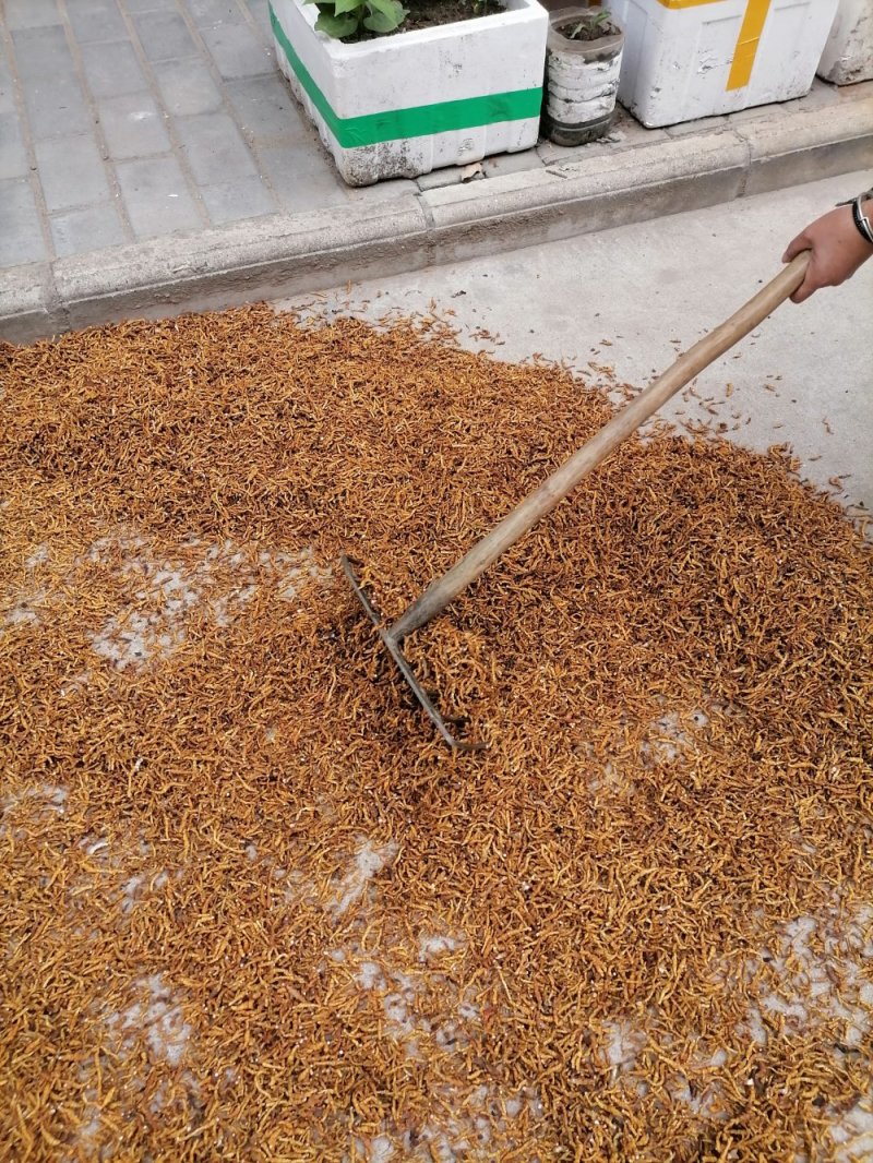 九节菖蒲精品药材原产地直发支持视频看货