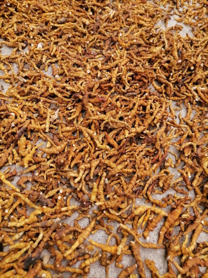 九节菖蒲精品药材原产地直发支持视频看货