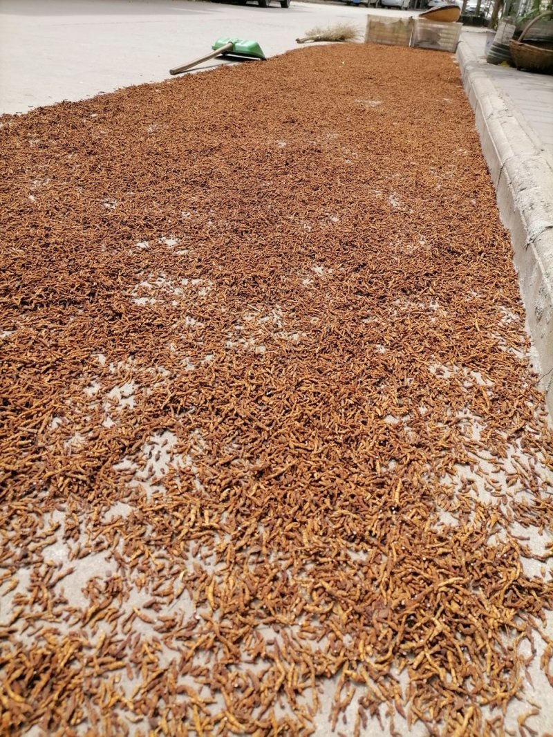 九节菖蒲精品药材原产地直发支持视频看货
