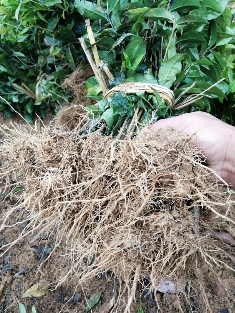 茶树绿化苗