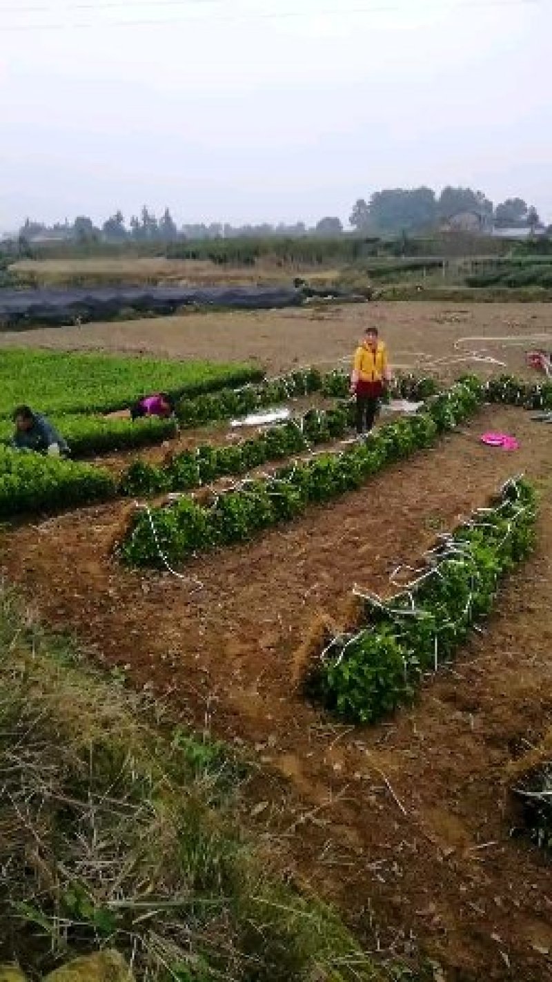 茶树绿化苗