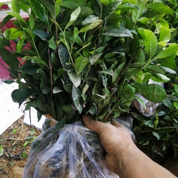 茶树绿化苗