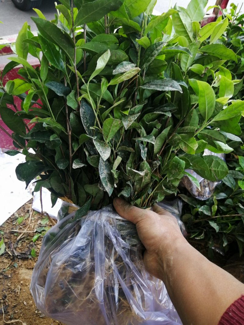 茶树绿化苗