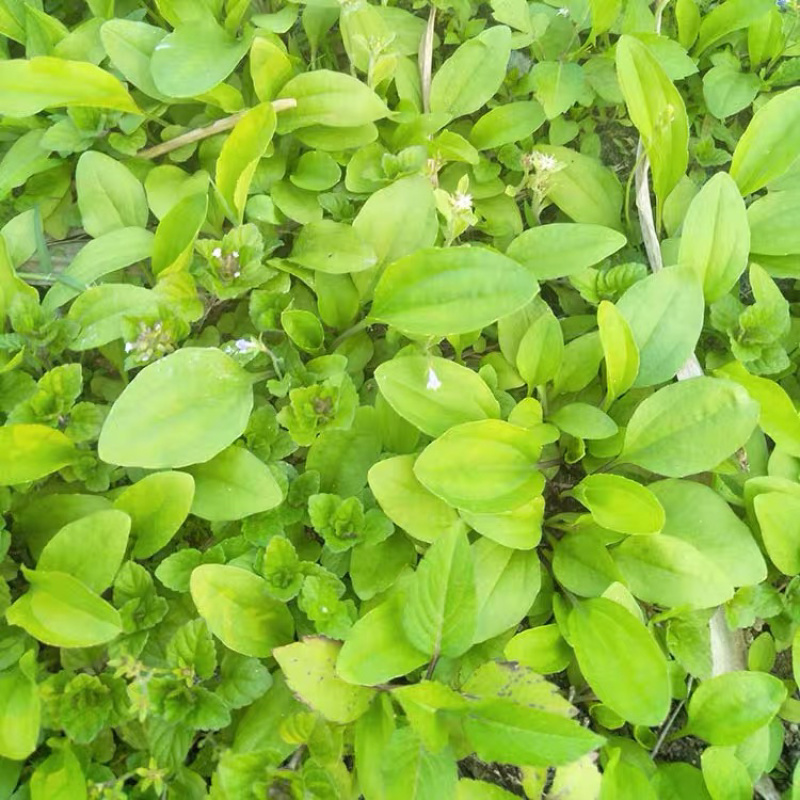 车前草苗车轮菜苗园林绿化盆栽盆景多年生植物药材苗