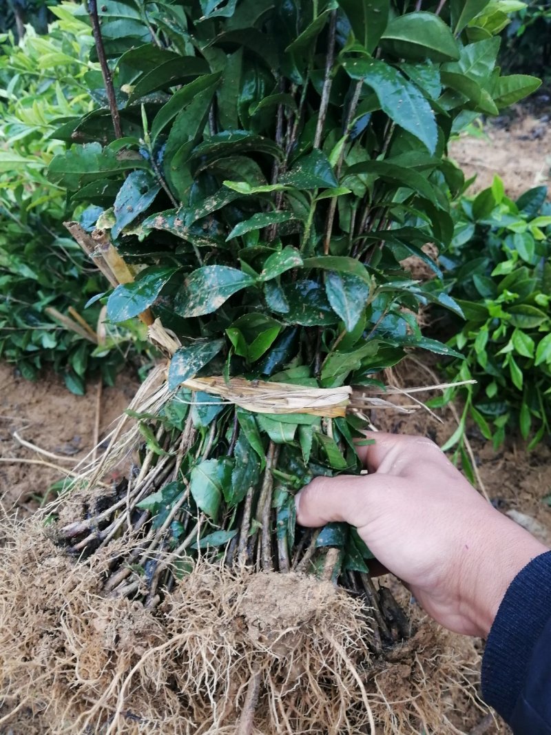 茶树绿化苗