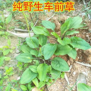 车前草苗车轮菜苗园林绿化盆栽盆景多年生植物药材苗