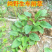车前草苗车轮菜苗园林绿化盆栽盆景多年生植物药材苗